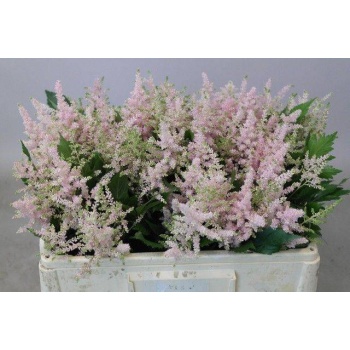 product/img.floraplaza.nl/LASTIEUR5-LIVE_fotos-0xD603A4616BB795397EFBD0AA84B451CD301AD3EA.jpg