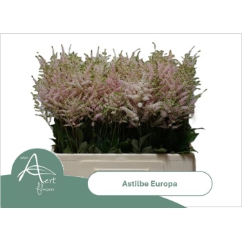 product/img.floraplaza.nl/LASTIEUR6-LIVE_fotos-0x2160BD8E1B644406A49343C3E0E125CBB6CA3503.jpg