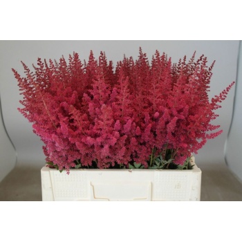 product/img.floraplaza.nl/LASTIPAUG5-LIVE_fotos-0xB1ADA0F1ED102FBF2588DD03EED116E8F52F3F29.jpg