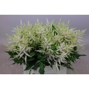 product/img.floraplaza.nl/LASTIWAS4-LIVE_fotos-0x6BAC6A4A277AFD2179D2B53E6665A3F3458EAE6C.jpg