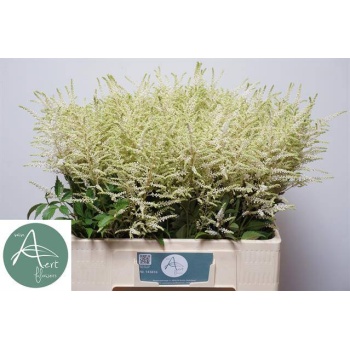 product/img.floraplaza.nl/LASTIWAS6-LIVE_fotos-0x20BAEBA2FA572AB0CC4A2205CC99D0E6977D3B14.jpg