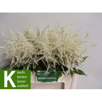 product/img.floraplaza.nl/LASTIWAS6-LIVE_fotos-0xC3FD73C132B90FDA5AA222595CE524C80A8A9F5C.jpg