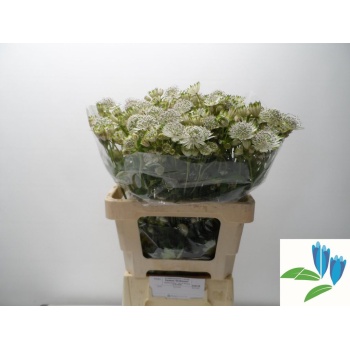 product/img.floraplaza.nl/LASTSHA55-LIVE_fotos-0x345C33A12EA4812F9A7E9558D94A5F97192571A0.jpg