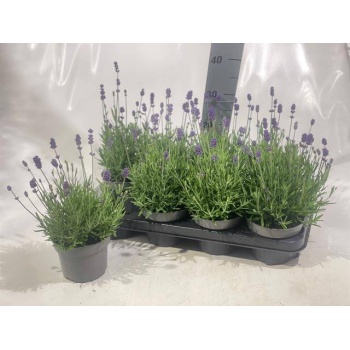 product/img.floraplaza.nl/LAVHID13-LIVE_fotos-0x9BCC01B634EA17F8FF2C8B05727384814F907CD0.jpg