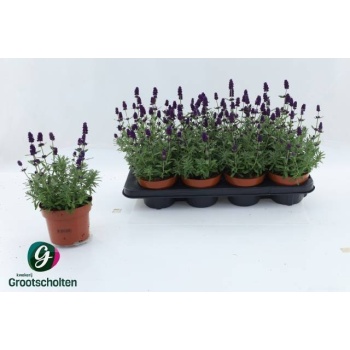 product/img.floraplaza.nl/LAVHID13-LIVE_fotos-0xDD93671B53F4E5F9DA80850E0613D29B63286241.jpg