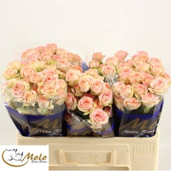 product/img.floraplaza.nl/LAZO5-LIVE_fotos-0x4C4F93166545A0E2FE23ECC8B738F8CDD1BE146E.jpg