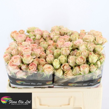 product/img.floraplaza.nl/LAZO5-LIVE_fotos-0xBD7EA187237D4579E58ED244C6D036BF7A345BF5.jpg