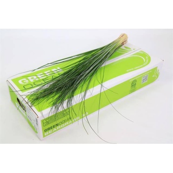 product/img.floraplaza.nl/LBEAR-LIVE_fotos-0x61ABFE5F6E7146726D142943055EA46000A32B8B.jpg product/img.floraplaza.nl/LBEAR-LIVE_fotos-0x61ABFE5F6E7146726D142943055EA46000A32B8B.jpg