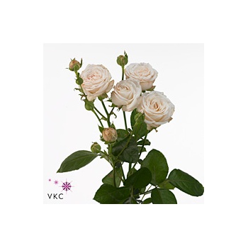 product/img.floraplaza.nl/LBOMB5-ART_Fotos-VBN-vbn104805.jpg