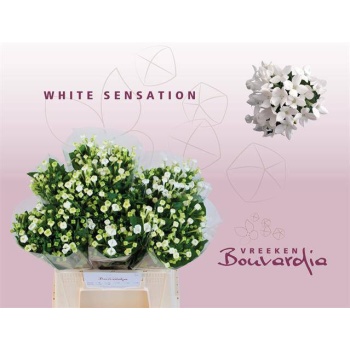 product/img.floraplaza.nl/LBOU4WHIS-LIVE_fotos-0x664D7BEB78203F58E0E5195542205DDB6D87D2A8.jpg