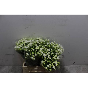 product/img.floraplaza.nl/LBOU4WHIS-LIVE_fotos-0xC4B815E611CB8E1962B8F9B103A1A6D495A2F86A.jpg