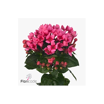 product/img.floraplaza.nl/LBOUROZ5-ART_fotos-VBN-vbn113397.jpg
