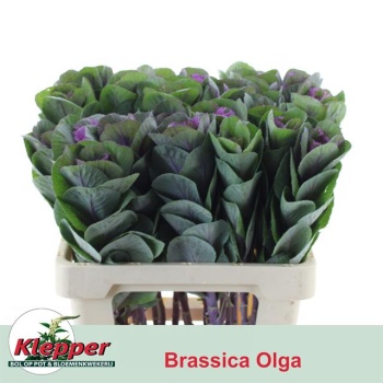 product/img.floraplaza.nl/LBRA6EMPO-LIVE_fotos-0x3EAC539250A1F8FC156D0426FE265B894765146E.jpg