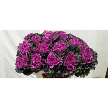 product/img.floraplaza.nl/LBRA6FIRL-LIVE_fotos-0x89EDBEC173D46C061A50EAADC6F2CED161B98FAB.jpg