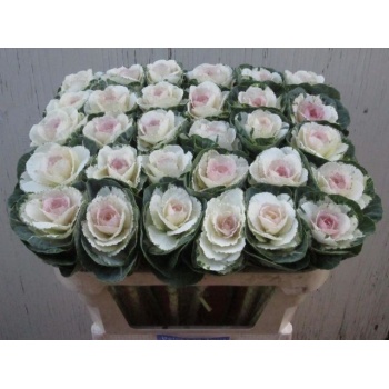 product/img.floraplaza.nl/LBRA7EMPA-LIVE_fotos-0xE95AB3C39141E827A2B323E06F4FBFC48DE61395.jpg