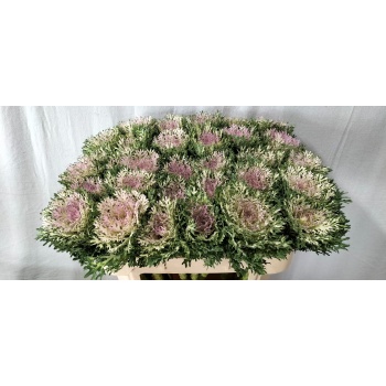 product/img.floraplaza.nl/LBRACRAK7-LIVE_fotos-0xB6AE58F88B73B04F1C31F874970AC648325AD329.jpg