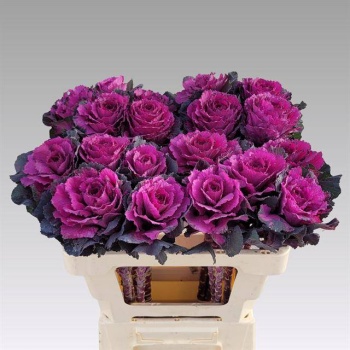 product/img.floraplaza.nl/LBRAELE6-LIVE_fotos-0xB1A03116261BD2B35990FB1649626EC55BB92FB5.jpg