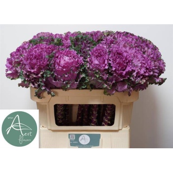 product/img.floraplaza.nl/LBRAFIRL7-LIVE_fotos-0x4B1F9A77DD6ACEE3EA98A5E3173AB45A9D2089E6.jpg
