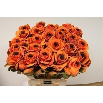 product/img.floraplaza.nl/LBRAVÄR6-ASSORTI_fotos-Waximum-Waximum -Brassica Poeder oranje zwart oog.JPG