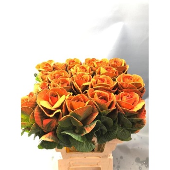 product/img.floraplaza.nl/LBRAVÄROR6-LIVE_fotos-0xB47CDDFBC5282C7023FD81D7135910A0C10FF553.jpg
