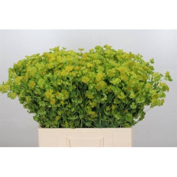 product/img.floraplaza.nl/LBUP6-LIVE_fotos-0xCA3A00FCE9B5D04E6DD7B0CB1F228EE3A7BBA97F.jpg