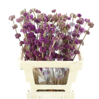 product/img.floraplaza.nl/LCALL6-LIVE_fotos-0x4D8508030FC0717C97A12983CC502F91FBD2C2EB.jpg