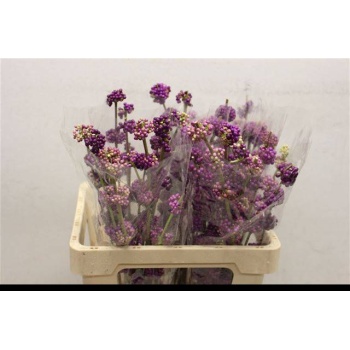 product/img.floraplaza.nl/LCALL6-LIVE_fotos-0x5408D346DC50526326547FB54637F4FA9ECD4BCE.jpg
