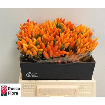 product/img.floraplaza.nl/LCAPORAF4-LIVE_fotos-0x4CCC3A636B6747C21F02A54DEE64C366DC0F457F.jpg