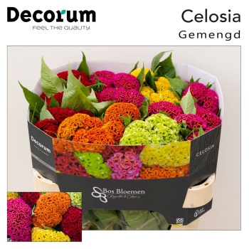 product/img.floraplaza.nl/LCEL-LIVE_fotos-0xD833D8936605F2D460E83859F9D3E381EBF10248.jpg