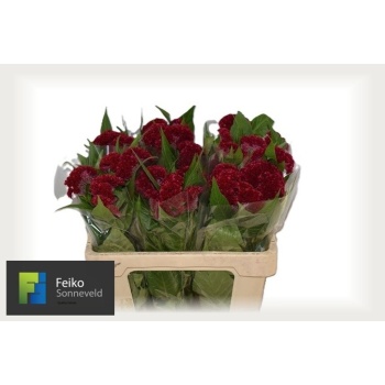 product/img.floraplaza.nl/LCEL55REPV-LIVE_fotos-0x9BF9C3582BE3F3672E79D1048DCACBA2BE463D4D.jpg