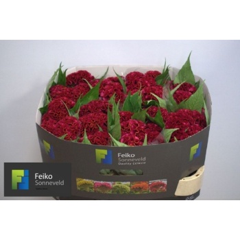 product/img.floraplaza.nl/LCELACTD7-LIVE_fotos-0xA22265D26DBF1348C0876E840340518AC00DAA89.jpg