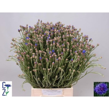 product/img.floraplaza.nl/LCEN5-LIVE_fotos-0x199D0AE1B4315DB269F67142E9CEE1D99CC47FE1.jpg