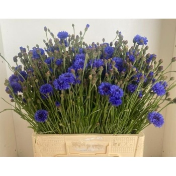 product/img.floraplaza.nl/LCEN6-LIVE_fotos-0xFFDAC1D0557EFBB1961B83B2D518471652ABF177.jpg