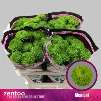 product/img.floraplaza.nl/LCHRALE-LIVE_fotos-0xAC7D37633650D77E7CA889AB32441C5218723292.jpg