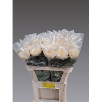 product/img.floraplaza.nl/LCHRAVI-LIVE_fotos-0x0146F145FF8FAFA3FC8CD8005A73153EEED74487.jpg