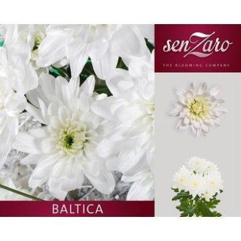 product/img.floraplaza.nl/LCHRB-LIVE_fotos-0xAF3ACCCFAF5DEEACAB6F81594FB3D9E42927FEA1.jpg