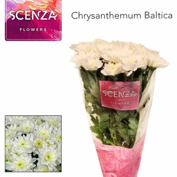 product/img.floraplaza.nl/LCHRB-LIVE_fotos-0xF2F29606563451D5B317D4AE04C9E917A38AEC7A.jpg