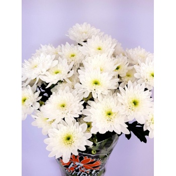 product/img.floraplaza.nl/LCHRB7-LIVE_fotos-0x92D3E6477D189B724F1CB7AF02186318E6793BC0.jpg