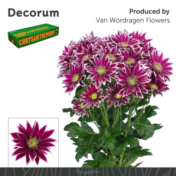 product/img.floraplaza.nl/LCHRBOL-LIVE_fotos-0x533940AC573AD34F1C90E5519DE6521DF0006966.jpg