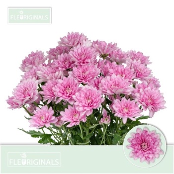 product/img.floraplaza.nl/LCHRBP-LIVE_fotos-0x0EC44A05260AA344B80E46D2809E0B16523E2FD5.jpg