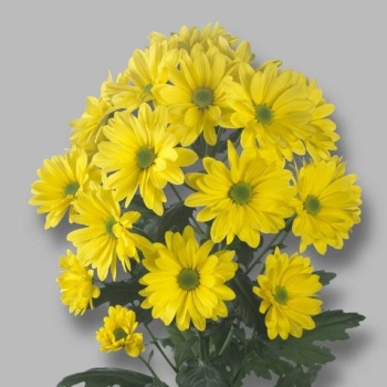 product/img.floraplaza.nl/LCHRCE-LIVE_fotos-0x6E64B114EAE0CF70FCC5926A9B696E0BE214F9B6.jpg