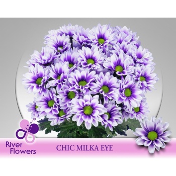 product/img.floraplaza.nl/LCHRCHICMEYE-LIVE_fotos-0x35DDC355D9423AE89C658E54EFDF404BDE20B32D.jpg