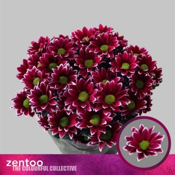 product/img.floraplaza.nl/LCHRHA-LIVE_fotos-0x4FE3490166344AE5369DA810A375C42940795293.jpg
