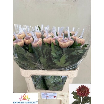 product/img.floraplaza.nl/LCHRHORS-LIVE_fotos-0xFAA2AFDC91A466A914B2A617F3D6FFFDE2BA16F2.jpg