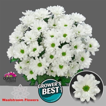 product/img.floraplaza.nl/LCHRILO-LIVE_fotos-0x7CED8BB6D513CC9C8CD83392C2B48F7CDC422088.jpg