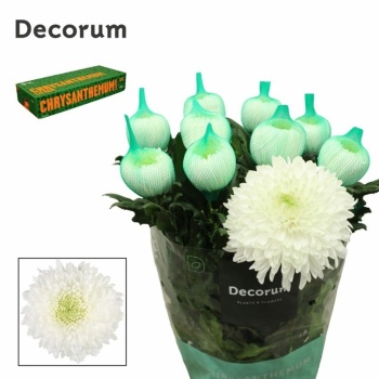 product/img.floraplaza.nl/LCHRMA-LIVE_fotos-0x4A97B56F60F6452D14D95F9AE017529C751B5222.jpg