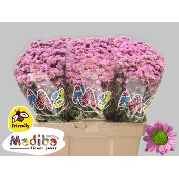 product/img.floraplaza.nl/LCHRMADTANP-LIVE_fotos-0xADB63B05114EFAB33B866B7751431C58BB0A3038.jpg