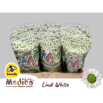 product/img.floraplaza.nl/LCHRMADW-LIVE_fotos-0x2CEC72AB097E4E3AF0929342AFD3C7F5AEFEDBEF.jpg