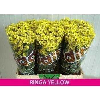product/img.floraplaza.nl/LCHRMADY-ASSORTI_fotos-ZZZZ-Reserve-Westeringh Chrys sa madiba ringa yellow.jpg