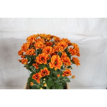 product/img.floraplaza.nl/LCHRMANO-LIVE_fotos-0xD3AFE0690F18F613402BF3EB4DB1C432491586FC.jpg